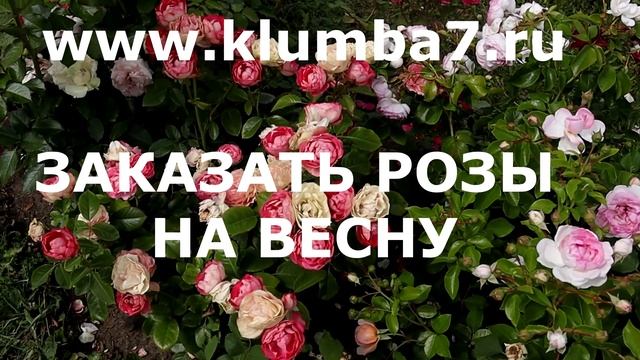 Розы с уникальными оттенками: создайте сад, от которог