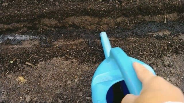 Высадка томатов в открытый грунт с кормилицей микориз