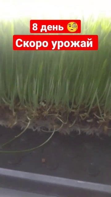 Путь от семени , до самого полезного сока витграсс ! смотреть онлайн