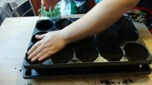 Подготовка земли для пикировки томатов