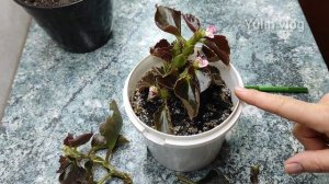 Черенкование вечноцветущей бегонии/размножение