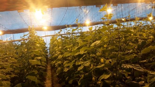 Идеальная влажность воздуха для Огурца #землядел #garden
