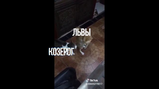 ЗНАКИ ЗОДИАКА В МЕМАХ(ГОРОСКОП) смотреть онлайн