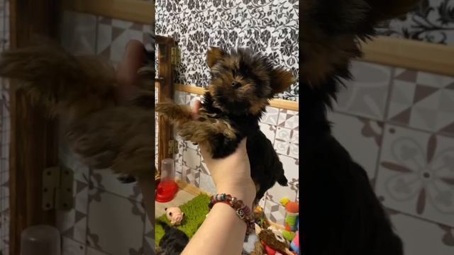 Щеночки набежали