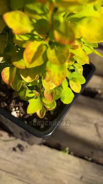 Это гибель для барбариса. #дача #декоративныерастения