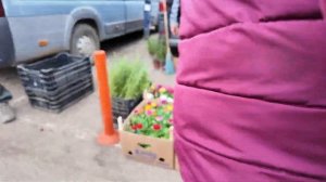 СТАНИЦА ОКТЯБРЬСКАЯ. РЫНОК САЖЕНЦЕВ, ВИДЕО ДЛЯ САДОВО?