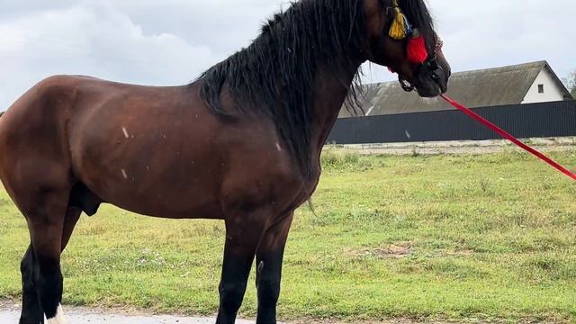 Володимирівський Ваговоз на Продажу