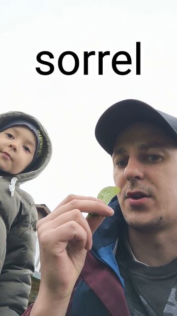 учим английский щавель #учи английский #учисдетьми смотреть онлайн