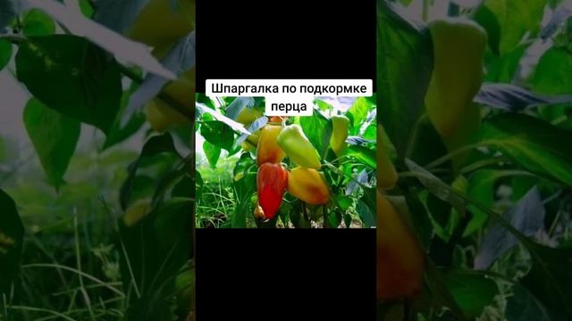 Шпаргалка по подкормке перца. смотреть онлайн