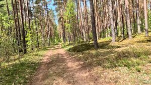 Прогулки по лесу. HDR 4К. Из леса домой. Велосипед в лесу.
