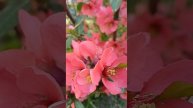Chaenoméles japónica или айва японская. Один из видов. Очень до?