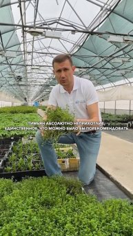 Саженцы тимьяна из САДОВ РОССИИ #садыроссии #саженцы #?