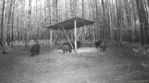 📸Кадры, полученные с фотоловушки, позволяют нам заглянуть в скрытый мир дикой природы и увидеть ее