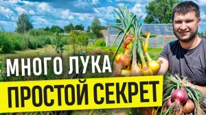 ДЕЛАЙ ТАК И ЛУК С КУЛАК!