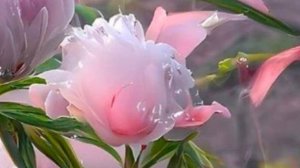 С Днем Рождения! Наилучшие пожелания от Меня 🎁