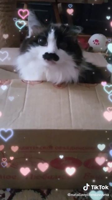 Магия коробки...)))