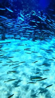 Фаарана риф. Шарм Эль Шейх