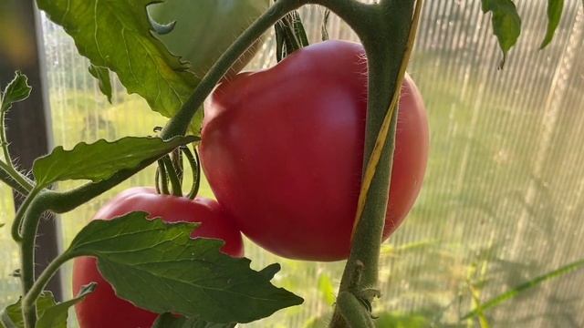 ЗНАМЕНИТАЯ КЛУБНИКА МИССИС ШЛАУБАХ // обзор томата // в? смотреть онлайн