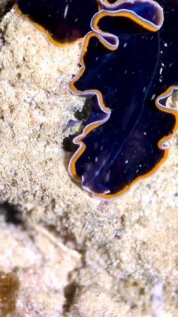 Pseudoceros handcockanus 🧬