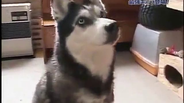 ЯПОНСКИЕ ПРИКОЛЫ! смотреть онлайн