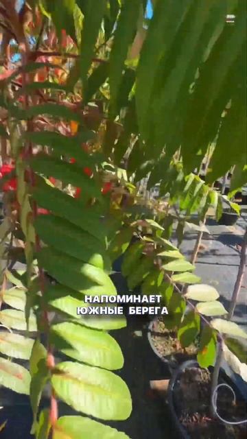 #сумах #питомникрастений #garden #сад #питомниксавватеевы смотреть онлайн