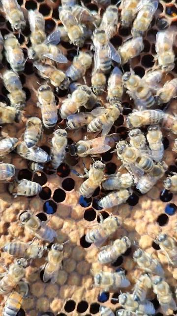 Краснодарский край. 4 июня. Молодая пчелиная матка только облетелась.. смотреть онлайн