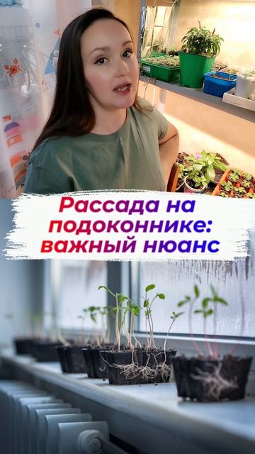 Рассада на подоконнике - важный ньюанс смотреть онлайн