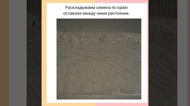 Проращивание семян.