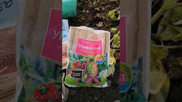 ПОМИДОРЫ В ТЕПЛИЦУ ПОСАДКА. #семена #огородныедела #по?