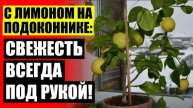 КУПИТЬ ЛИМОННОЕ ДЕРЕВО В ИНТЕРНЕТ МАГАЗИНЕ 👍