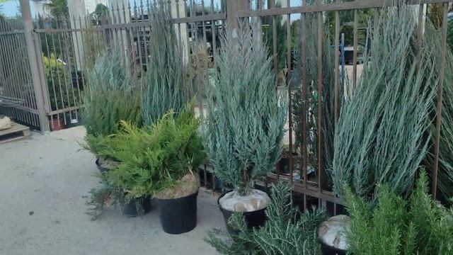 растения в изгородь для внешней стороны участка неско
