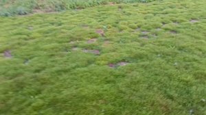 Масштабный Газон из Мшанки