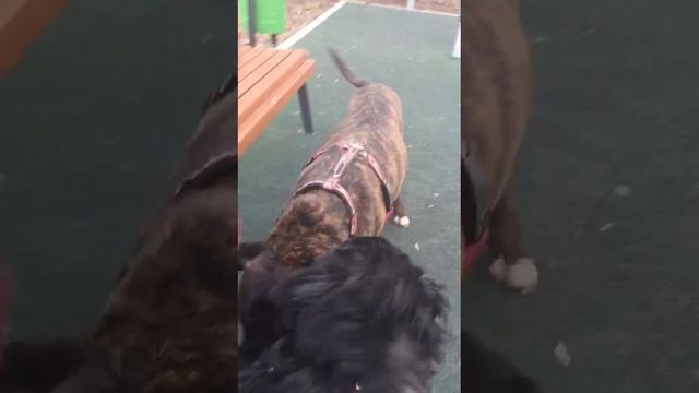 rutube.ru