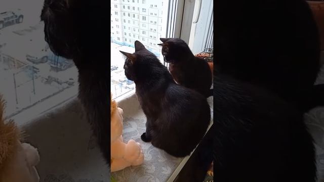 Мой самый популярный ролик в Тик-токе, до сих пор набир