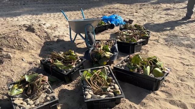 ОЗЕРО 1500 М.КВ. Высадка водных растений в берег и биопла смотреть онлайн