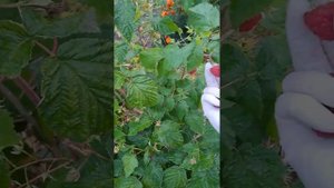 Описание сорта малины Аделита