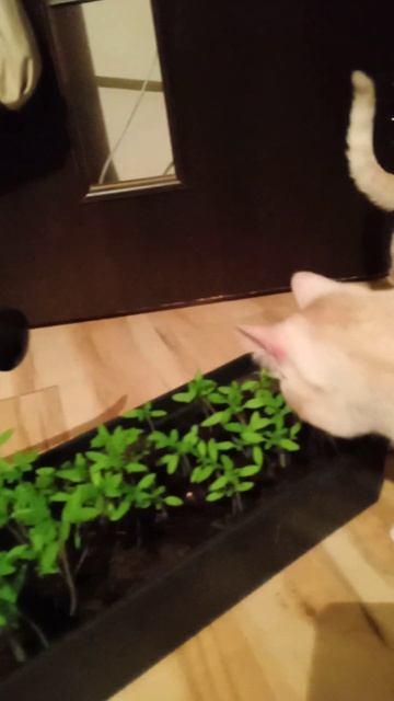 Сама поливай.! 😇🥳Лейка тяжелая! 🤣☘️🌿🤨!