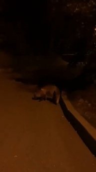 Мы встретили лису 🦊😱😱😱 на Провале