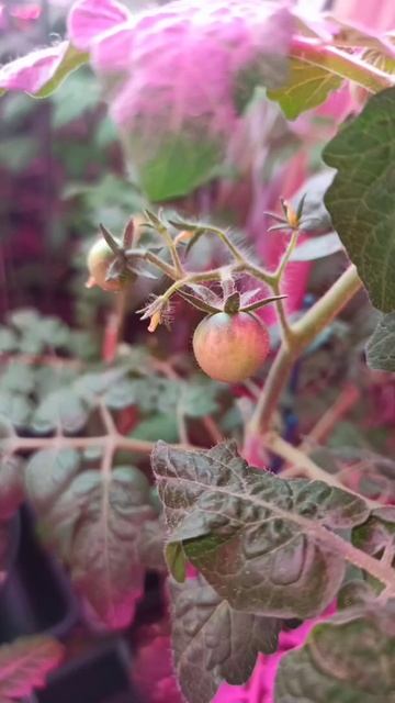 Домашний помидор 🍅 смотреть онлайн