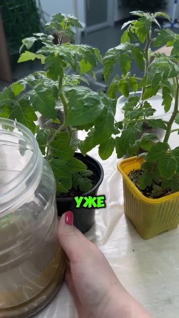 С этой подкормки рассада толстеет на глазах и никогда