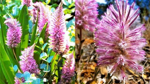 УНИКАЛЬНОЕ РАСТЕНИЕ с МИНИМАЛЬНЫМ УХОДОМ для САМЫХ СО