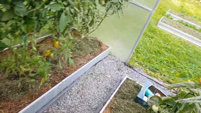 Огород 5 августа. Не понятно что выросло в теплице.. Тру смотреть онлайн