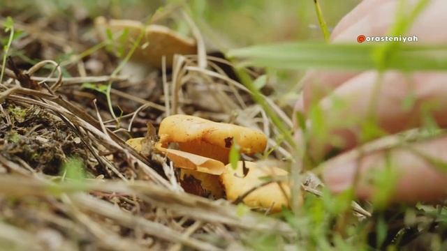 Как Выращивать Грибы в Домашних Условиях 🍄