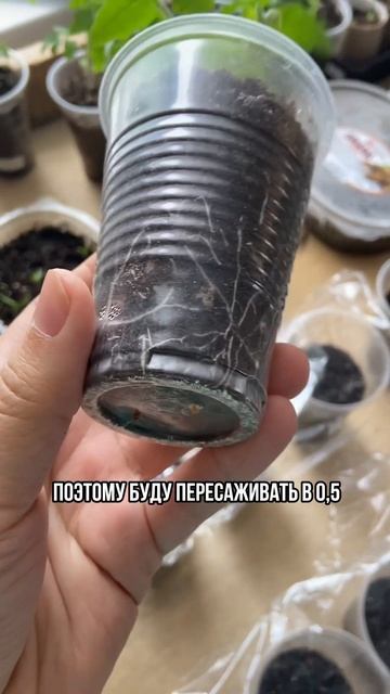 Когда пересаживать томаты в большую ёмкость #томаты #п смотреть онлайн