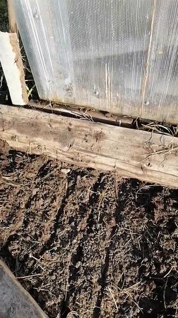 сажаем семена обычной морковки под зиму смотреть онлайн