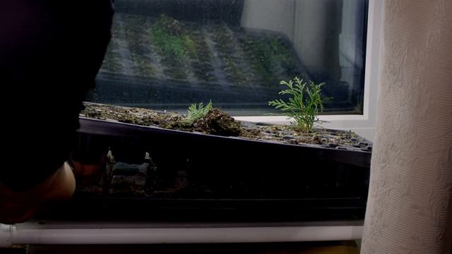 Результат укоренения туи смарагд попытка номер 2 смотреть онлайн