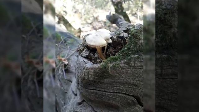 Гуляем на Машуке