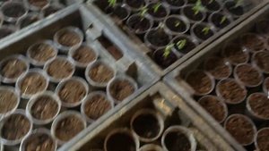 Первыми проклюнулись саженцы ежевики Бжезина. 23 марта