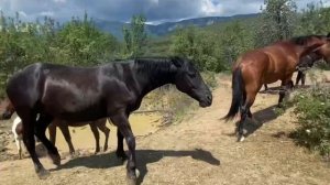 Лошади табун Крым