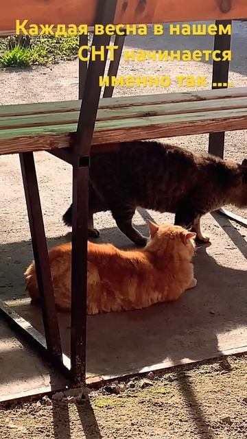#снт #коты #кот #дача #дачники #garden #труфандия #дачнаяжиз смотреть онлайн